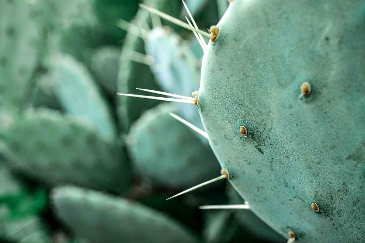 Cactus Leather: The Green Leather Alternative That Is Becoming a Hit